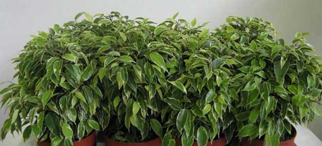 Можно ли обрезать фикус осенью