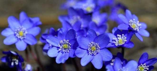 Печеночница благородная