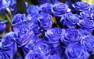 К чему дарят синие розы