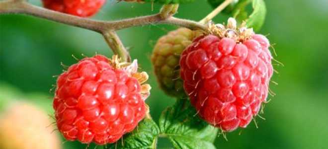 Вьющаяся малина посадка и уход