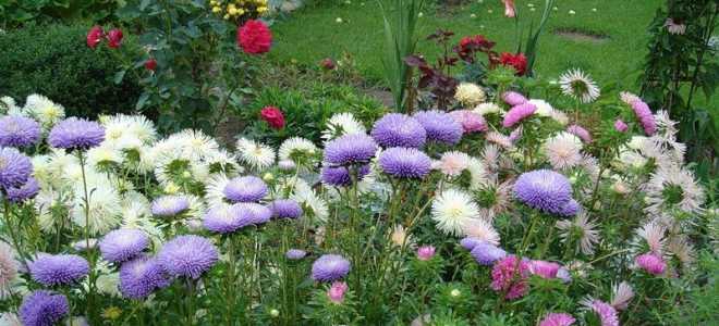 Астра посадка и уход в открытом грунте