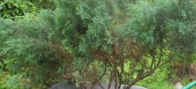 Пересадка туи осенью на новое место