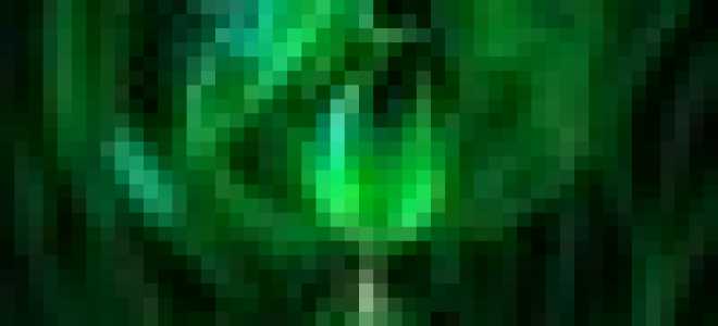 Размножение винограда чубуками осенью