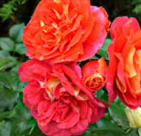 Схема посадки роз в розарии