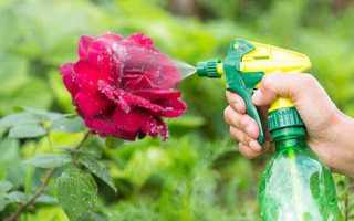 Как убрать тлю с розы