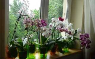 Чем подкормить орхидею чтобы зацвела