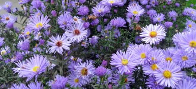 Вересковая астра почвопокровная посадка и уход