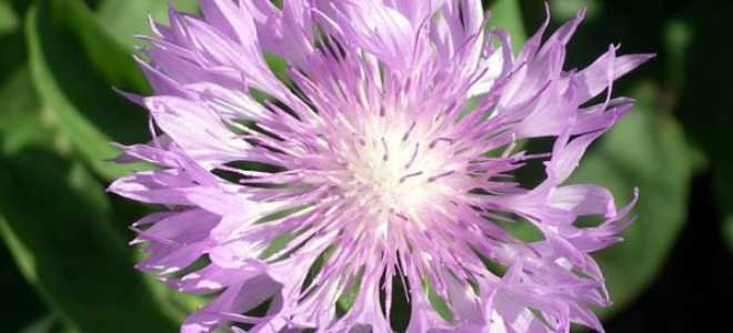 Василек подбеленный