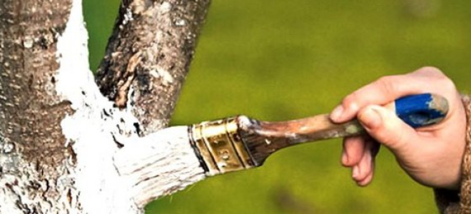 Побелка саженцев осенью