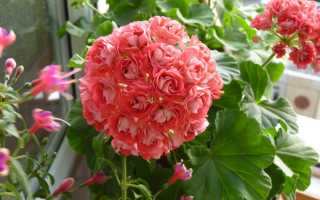 Пеларгония rosebud supreme
