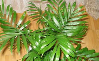 Растение хамедорея