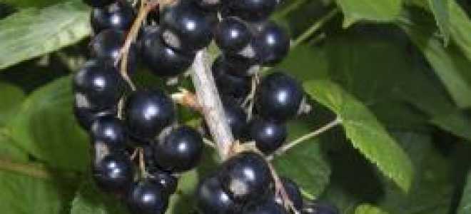 Как правильно пересадить смородину осенью