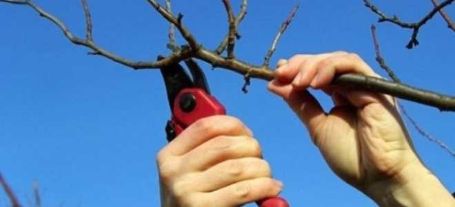 Как правильно обрезать абрикос осенью