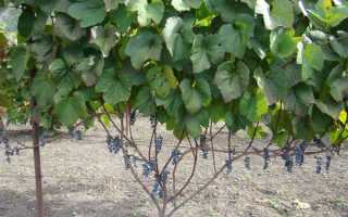 Амурский виноград посадка и уход