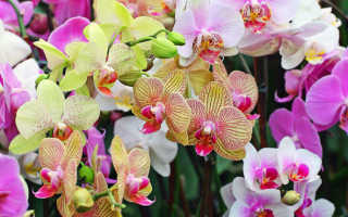 Комнатные цветы уход за орхидеями