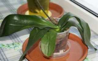 Как оживить орхидею в домашних условиях