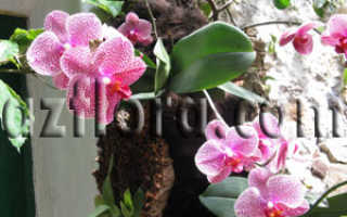 Орхидея комнатная уход в домашних условиях