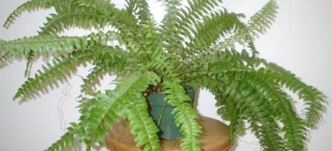 Споры папоротника