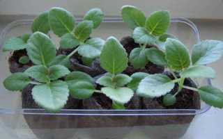 Как размножить глоксинию листом