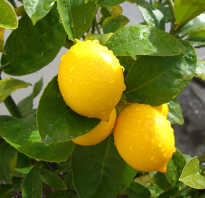 Сорта лимонов