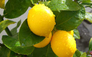 Сорта лимонов