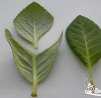 Как посадить глоксинию из листа