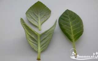 Как посадить глоксинию из листа