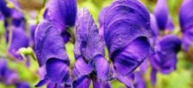 Волчий корень