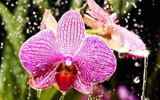 Нужно ли опрыскивать орхидею