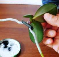 Орхидея дала детку