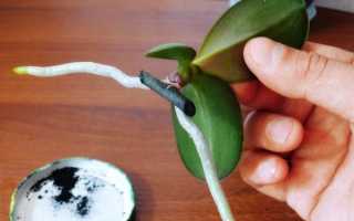 Как отделить детку орхидеи от материнского растения