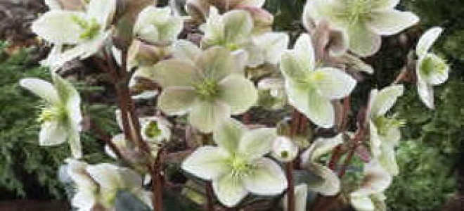 Морозник восточный