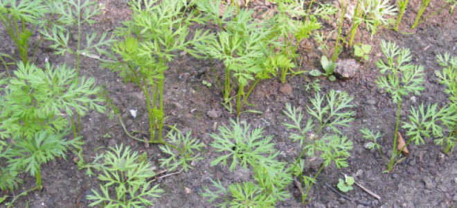 Подзимняя посадка моркови