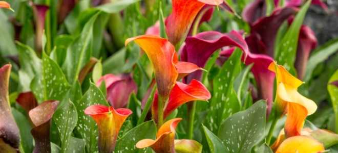 Каллы в саду