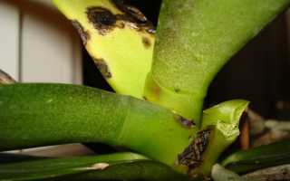 Орхидеи болезни и вредители лечение