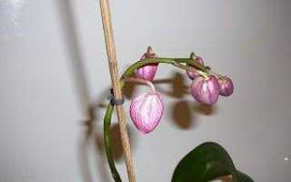 Почему у орхидеи опадают бутоны нераспустившиеся
