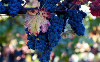 Обрезка укрывного винограда осенью