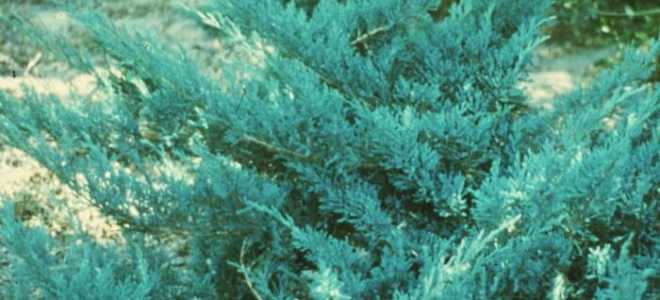 Можжевельник тамарисцифолия посадка и уход