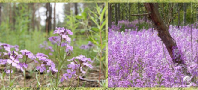 Обрезка флоксов осенью