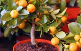 Как вырастить мандариновое дерево