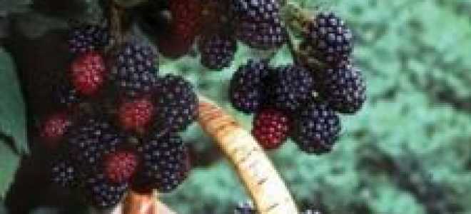 Когда начинает плодоносить ежевика после посадки