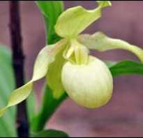 Орхидея садовая посадка и уход