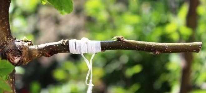 Когда лучше прививать яблоню весной или осенью