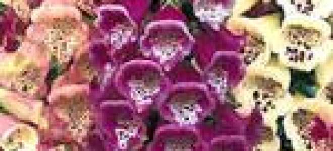 Цветы наперстянка