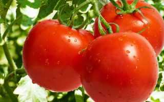Высокоурожайные сорта томатов для теплиц