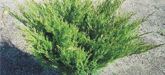 Можжевельник андорра компакт посадка и уход