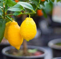 Как выращивать лимон дома