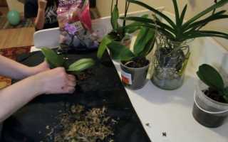 Как сажать орхидею в горшок