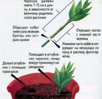 Как размножить хризантему черенками из букета