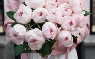 Пионовидные розы розовые